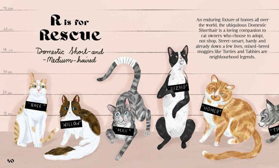 Catphabet : A Cat Alphabet